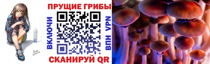 Псилоцибиновые грибы Cubensis  Купить закладки  Ейск 